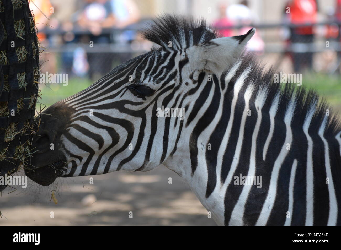 Zebra eating out of a feed bag Stock Photo