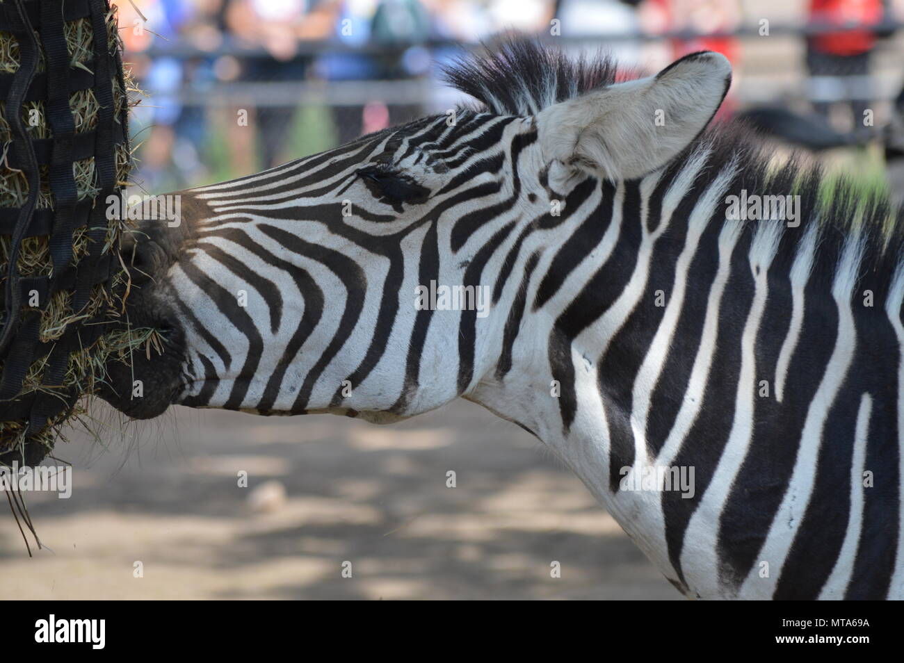 Zebra eating out of a feed bag Stock Photo