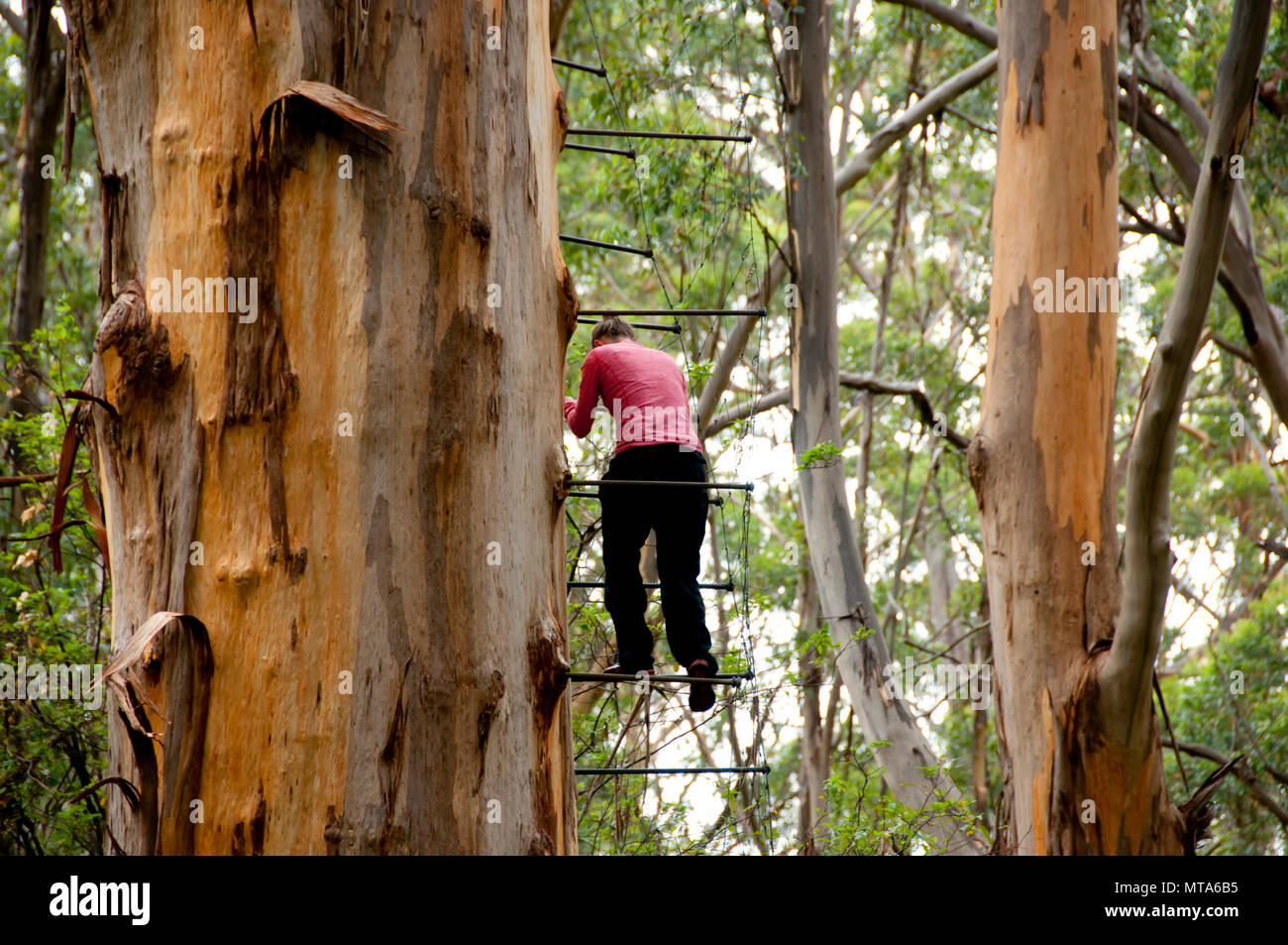 Gloucester Tree Climb - Pemberton - Australia Stock Photo
