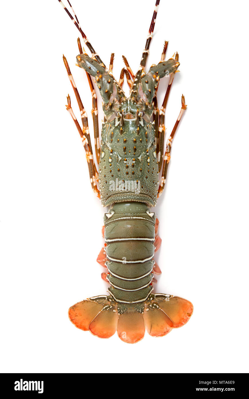 lobster isolated on white background Stock Photo