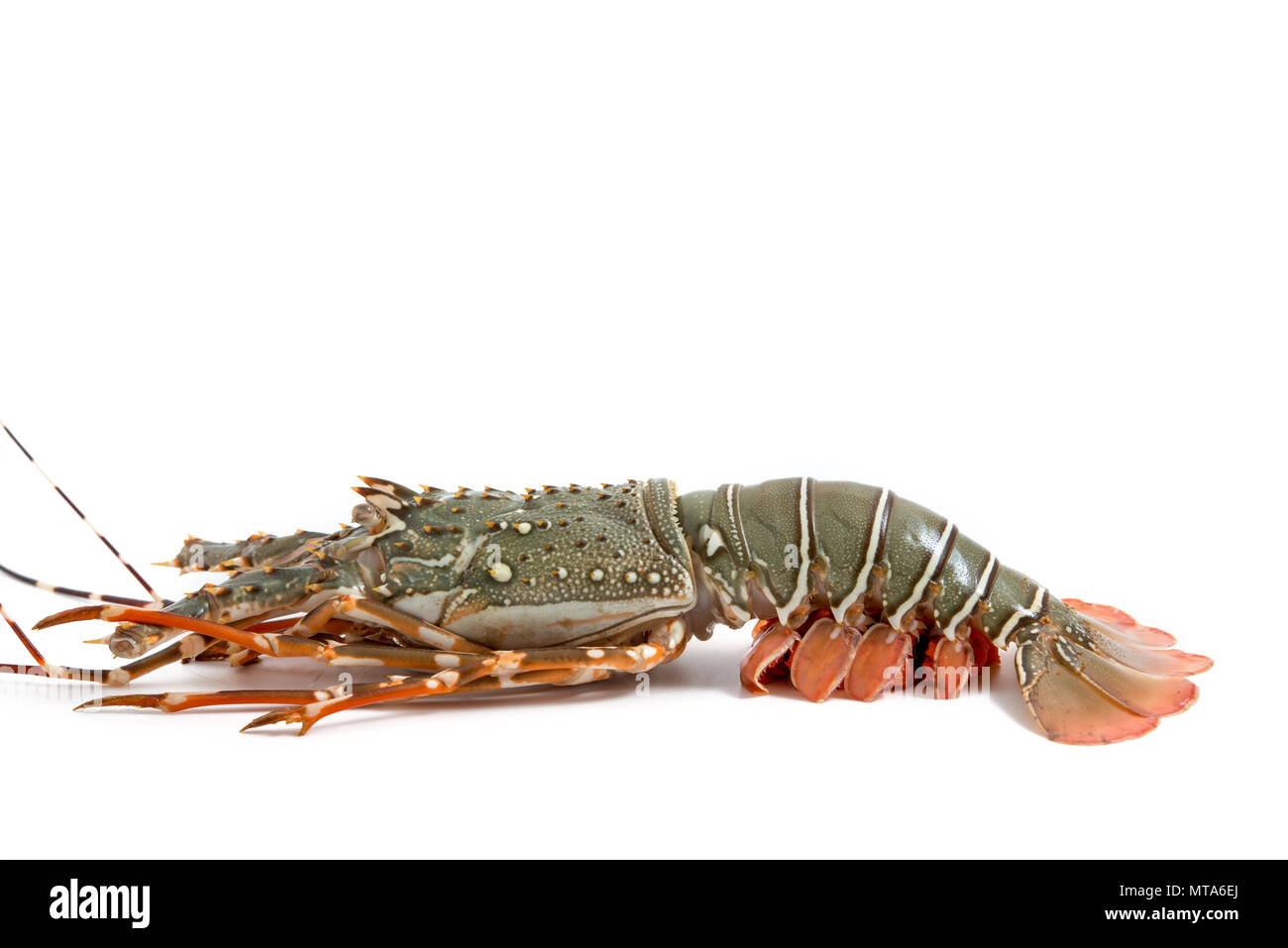 lobster isolated on white background Stock Photo