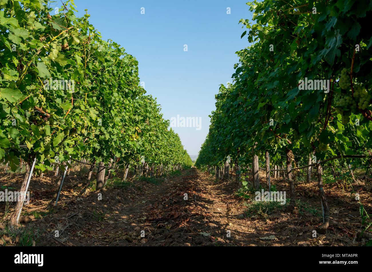 A vineyard plantation of grape bearing vines. Stock Photo