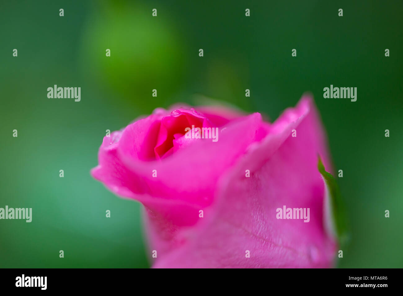 Pink Rose, beautiful nature background Stock Photo - Alamy