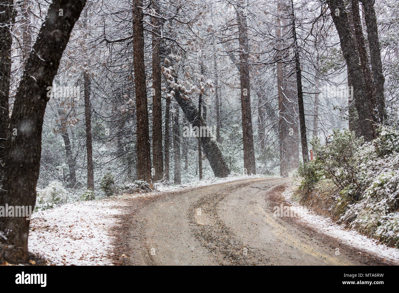 Snowstorm in autumn forest Stock Photo