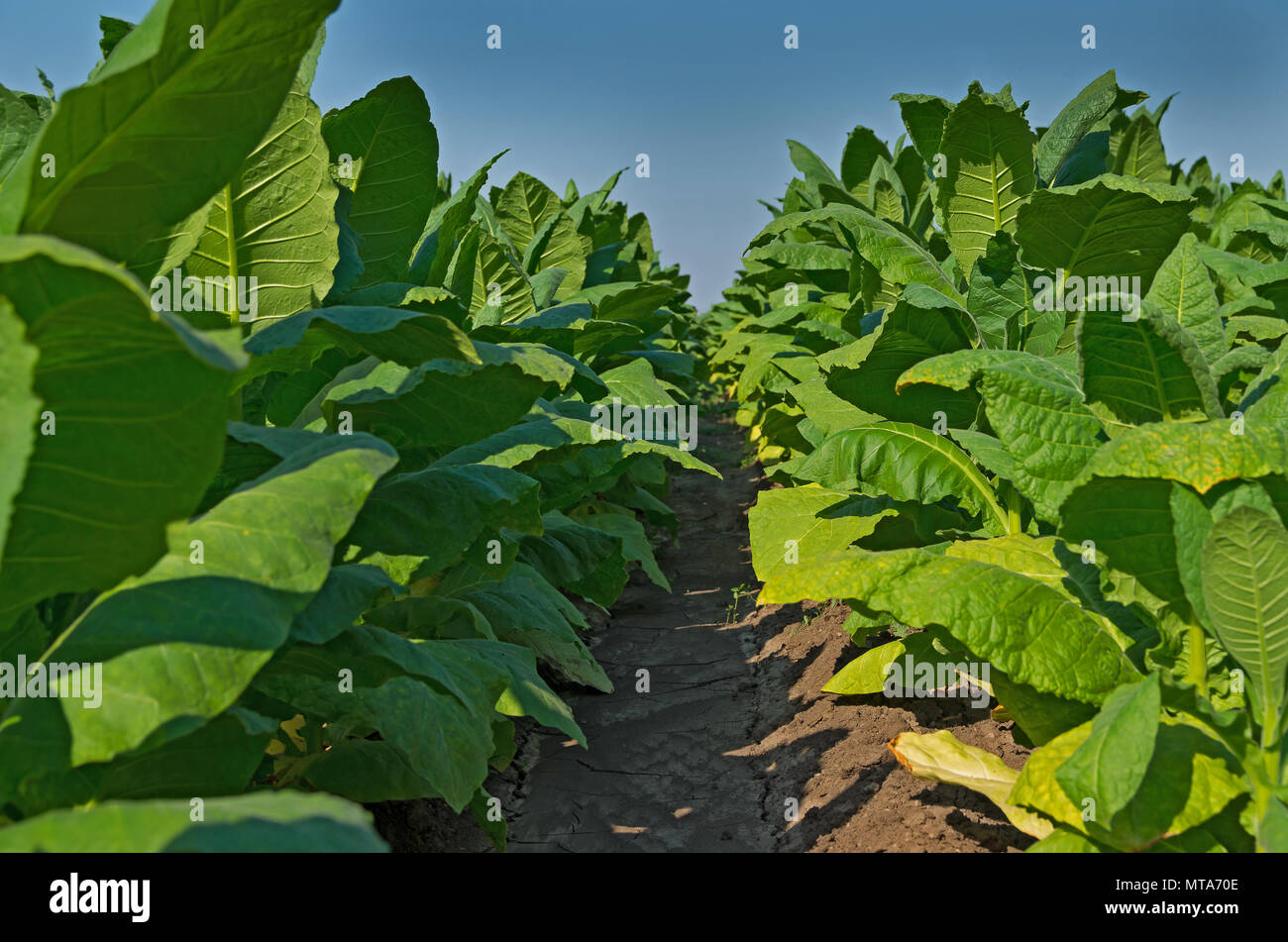 Close up Nicotiana tabacum. Common tobacco. Stock Photo