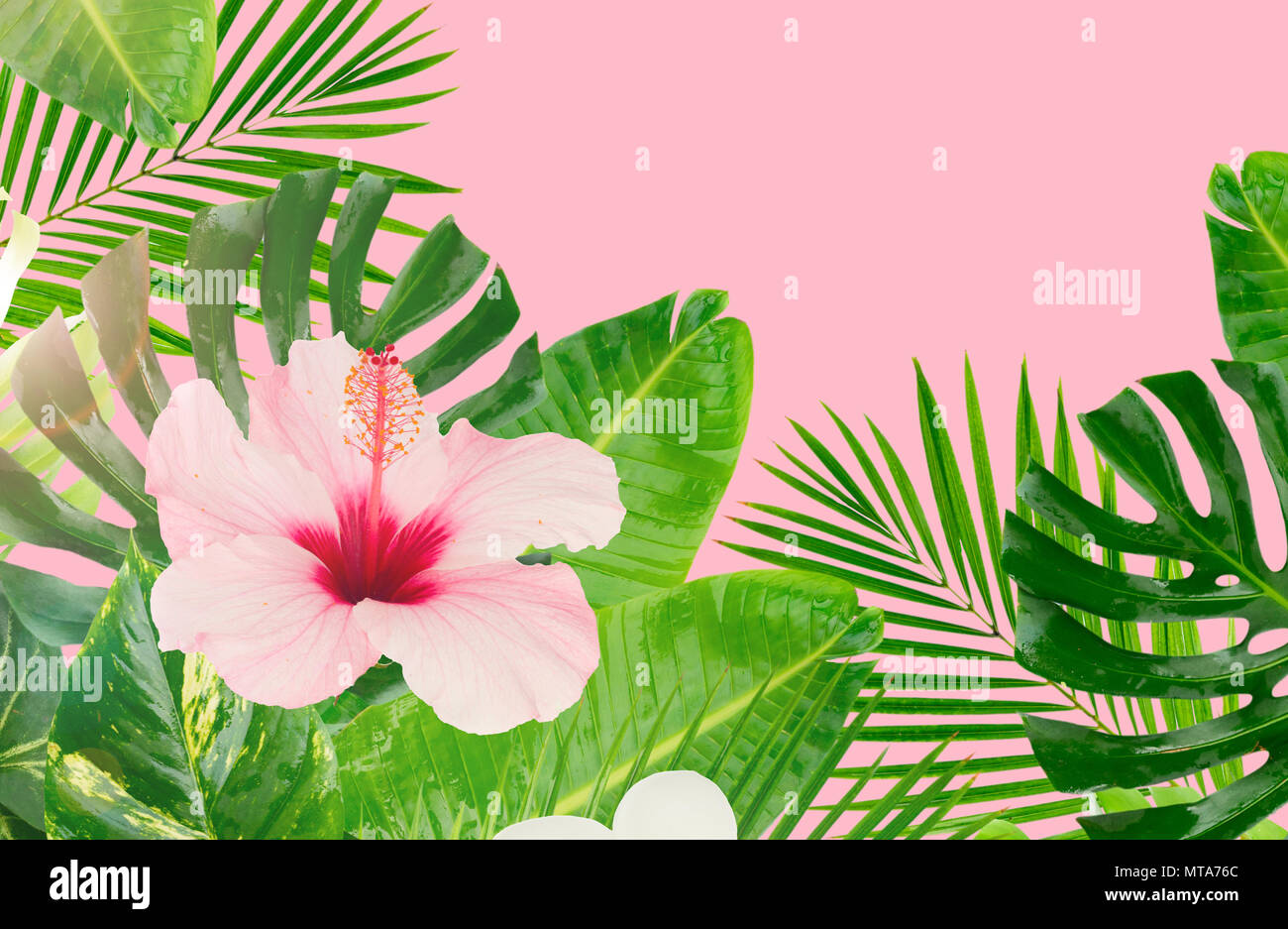 pix Pink Hawaiian Flowers Background https www alamy com tropical fresh leaves and flowers banner on pink background image187080612 html