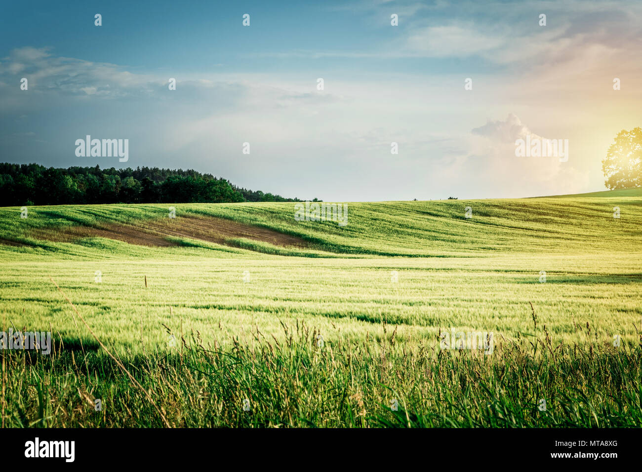 Green field under blue sky in summer sunset Stock Photo - Alamy