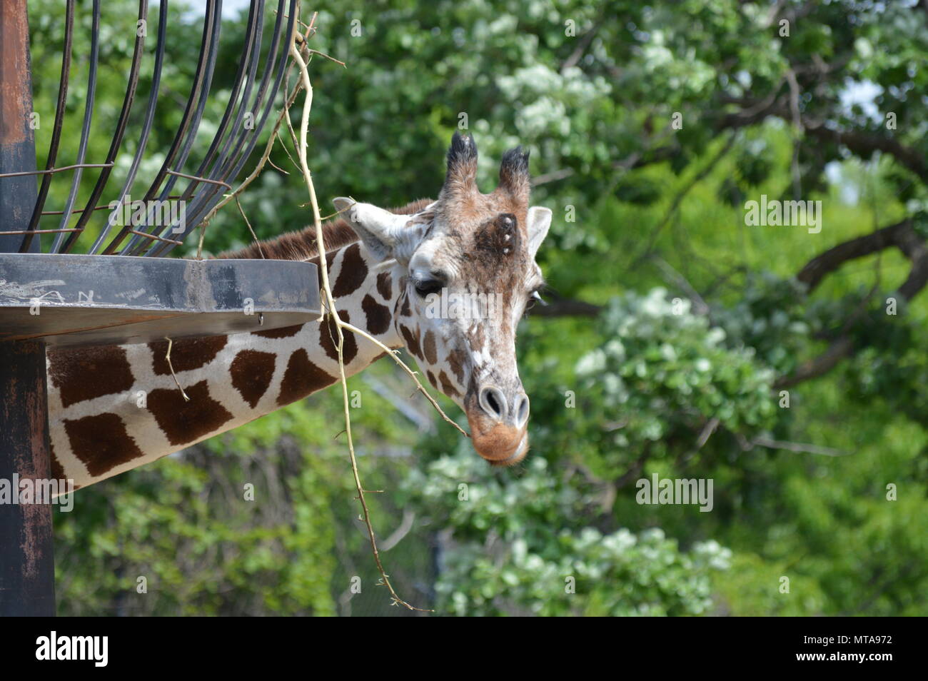 Summer giraffe hi-res stock photography and images - Alamy