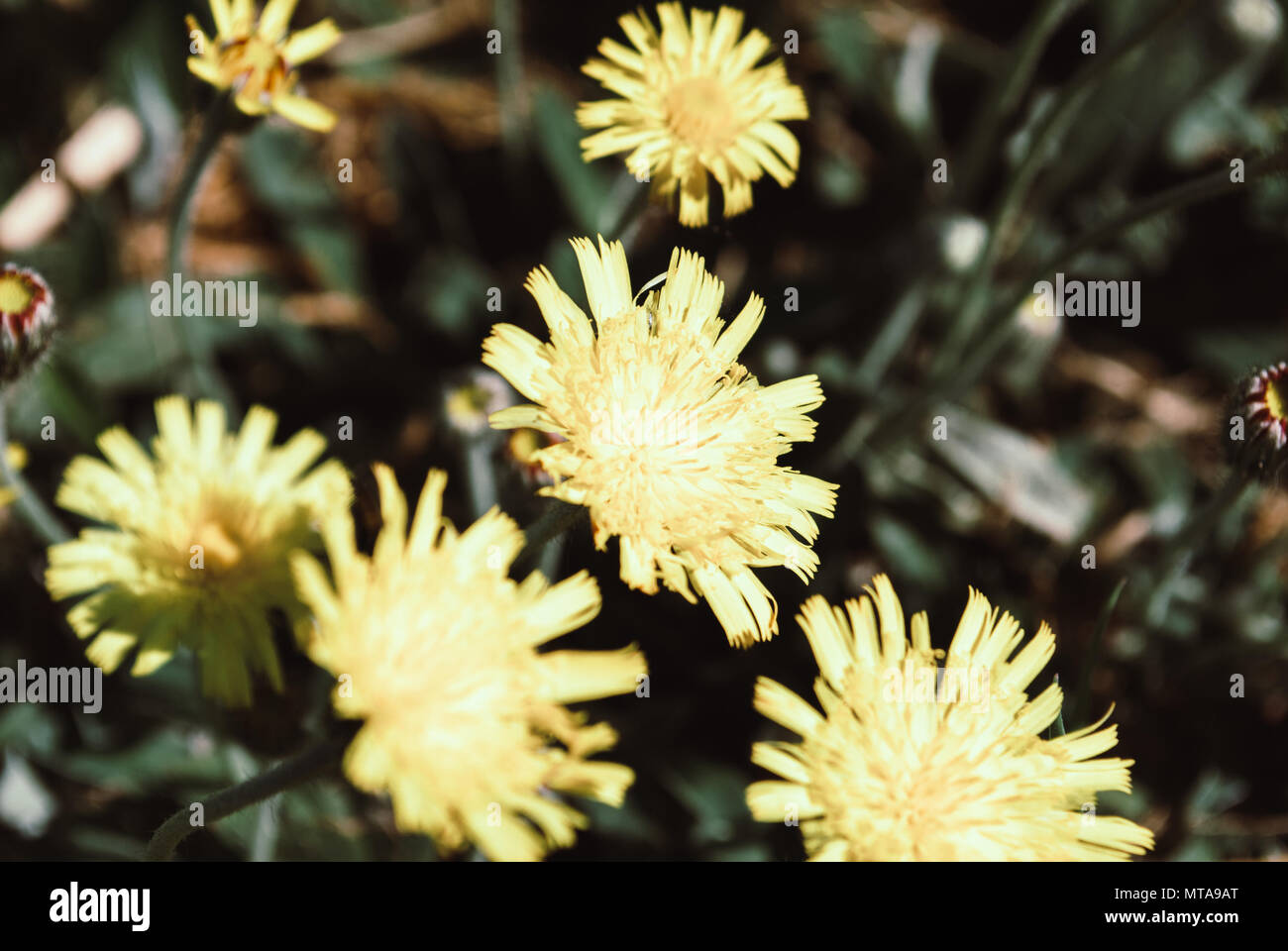Beautiful spring background of yellow May colors Stock Photo - Alamy