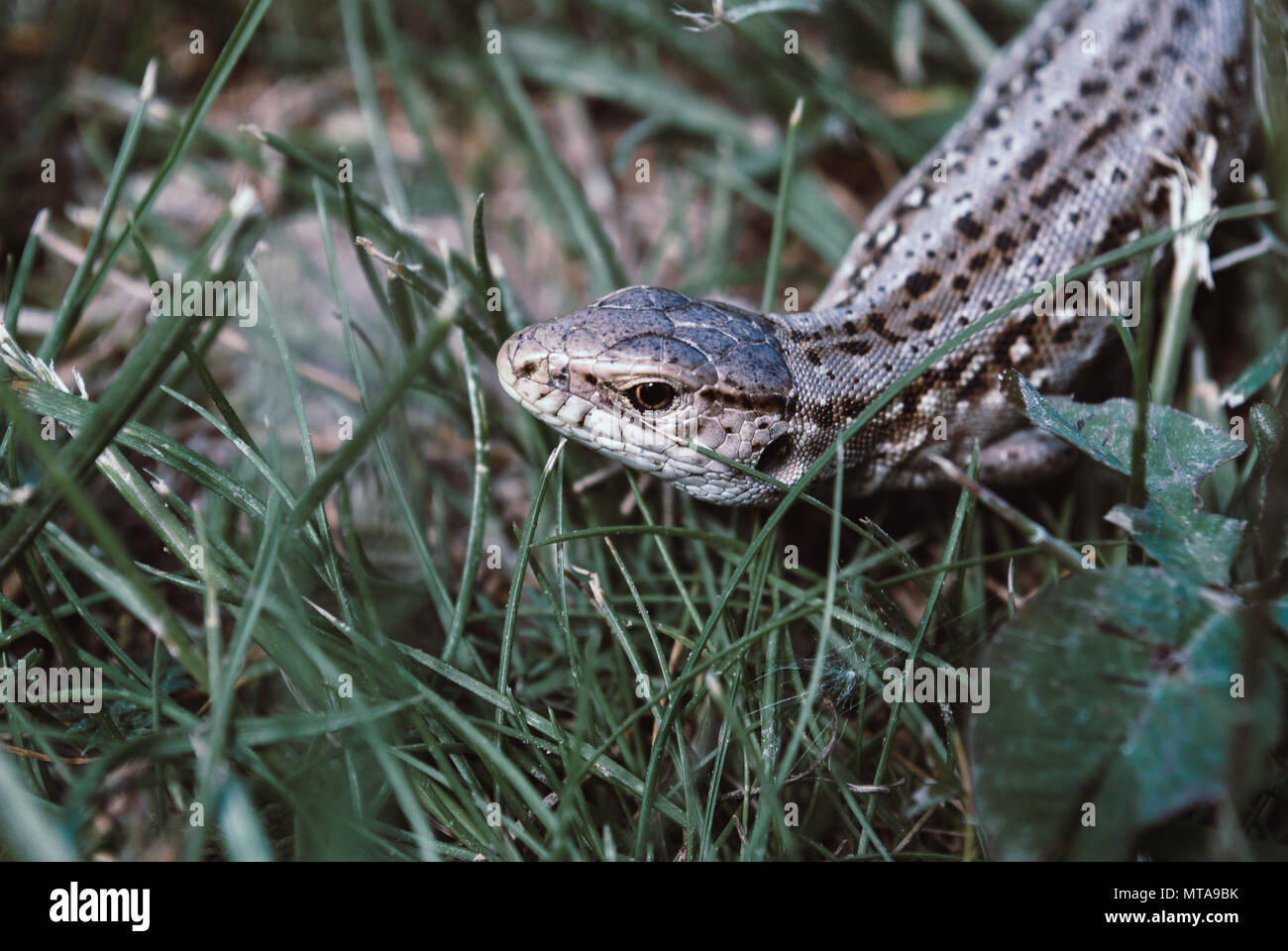 A garden lizard hides in the green grass Stock Photo Alamy
