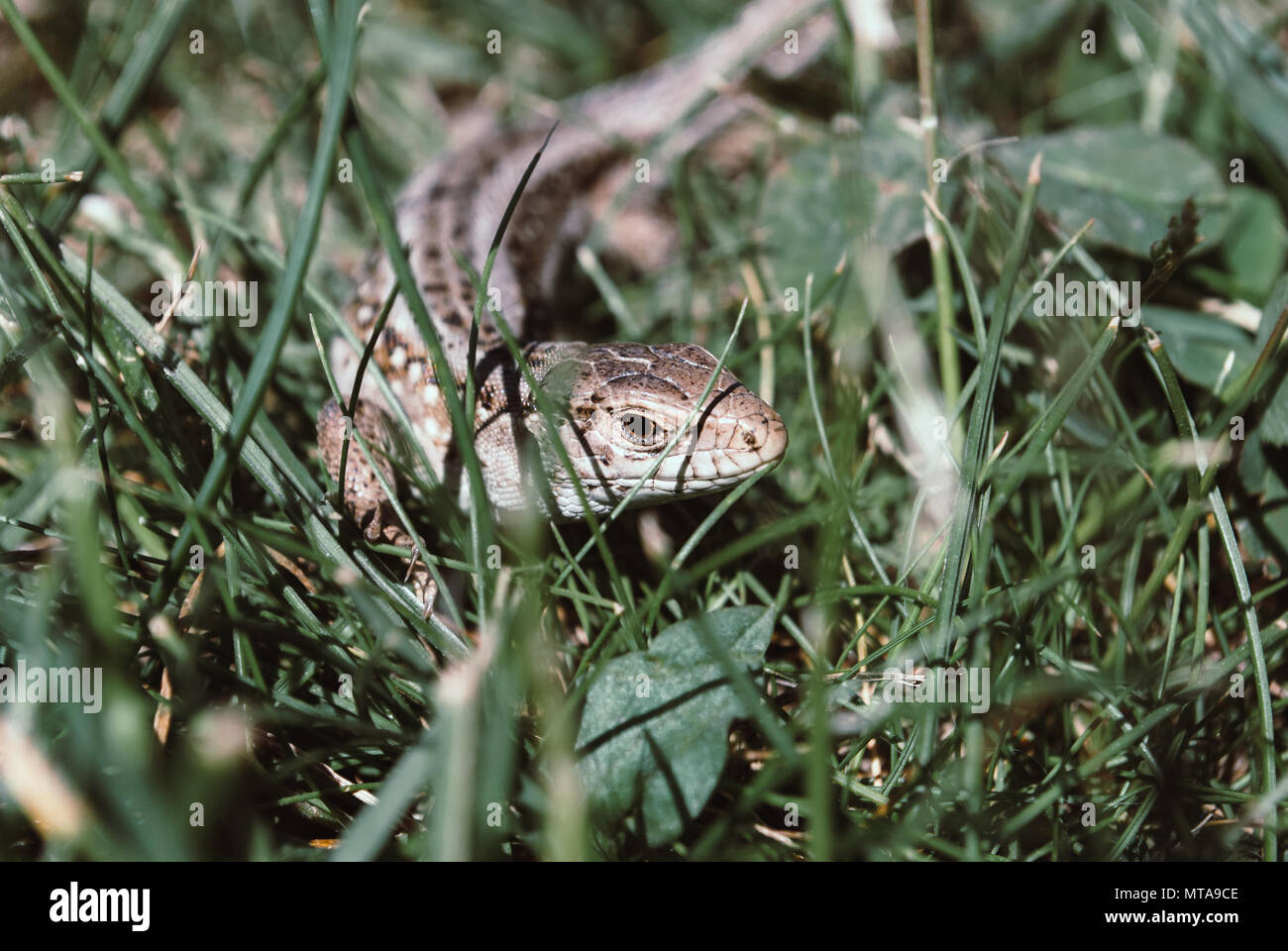 A garden lizard hides in the green grass Stock Photo Alamy