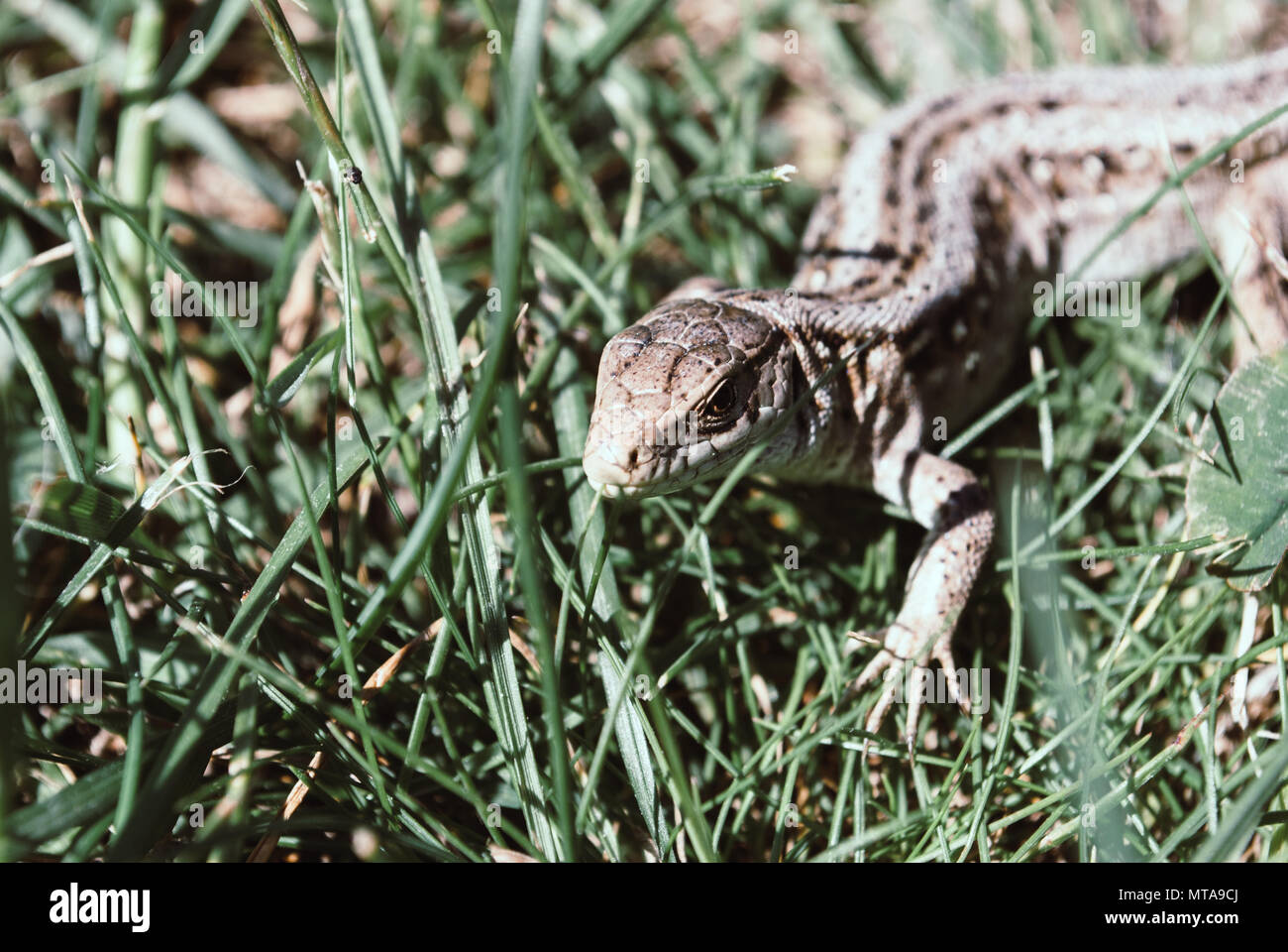 A garden lizard hides in the green grass Stock Photo Alamy