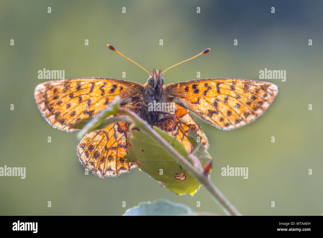 Cranberry Fritillary (Boloria aquilonaris) seen from underside while warming wings in sun. This is a critically endangered species of butterfly in the Stock Photo