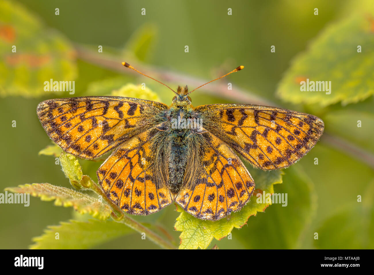 Cranberry Fritillary (Boloria aquilonaris) warming wings in morning sun. This is a critically endangered species of butterfly in the Netherlands Stock Photo