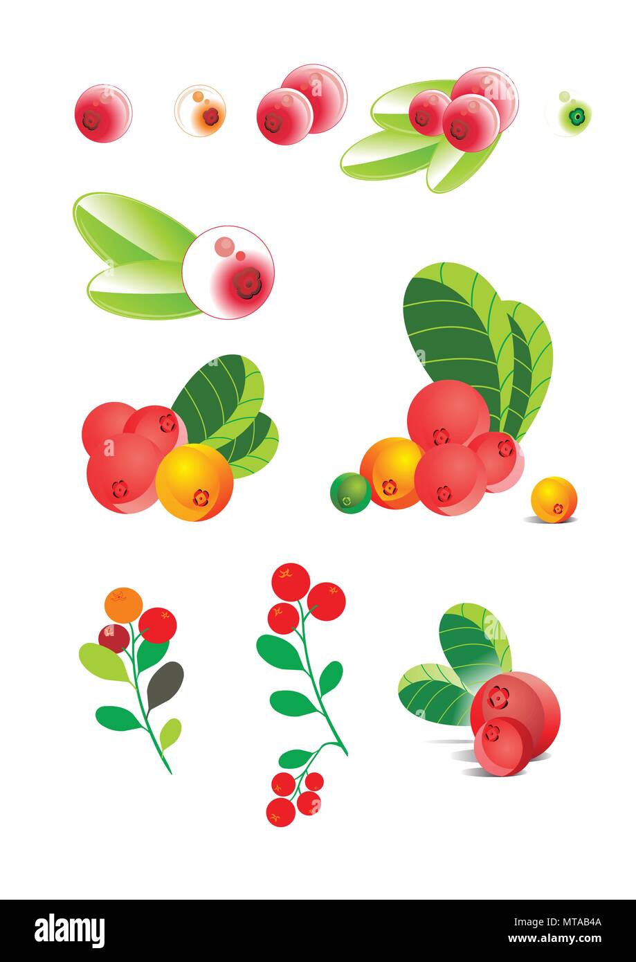 vector cranberries, illustration cranberries, stylized cranberries, Different berries, cranberries in the curves, branch cranberries in a vector, cran Stock Vector