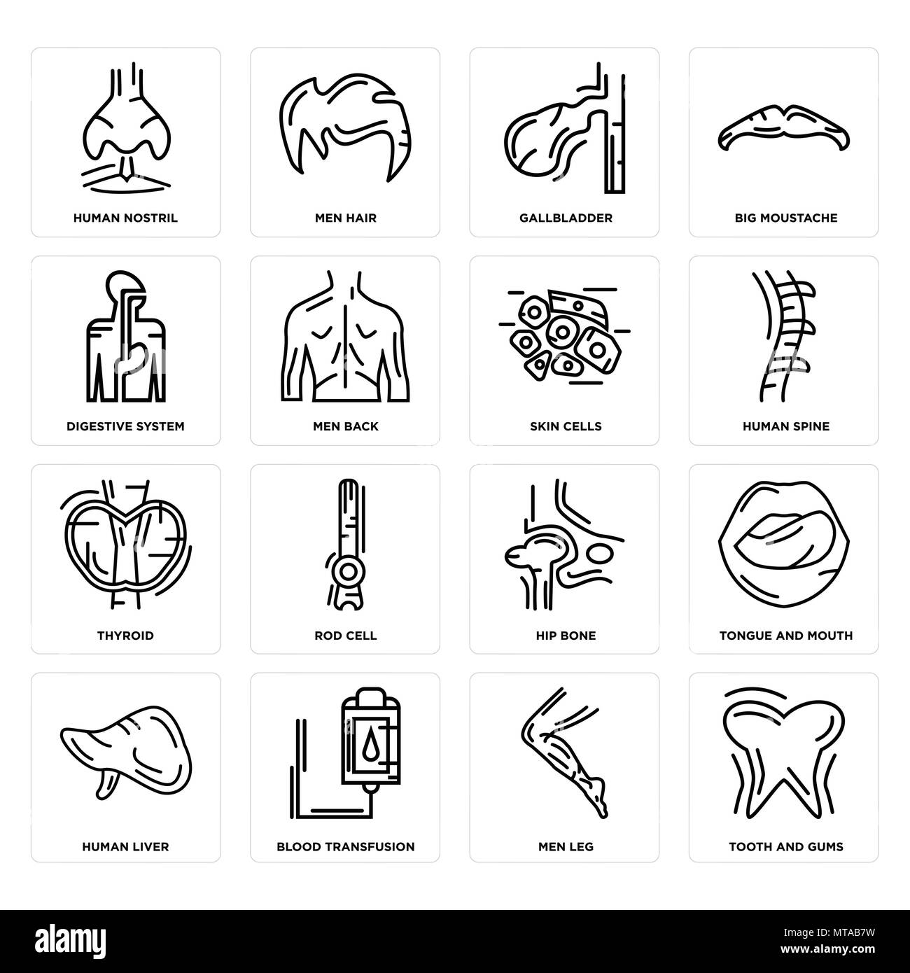 Set Of 16 simple editable icons such as Tooth and Gums, Men Leg, Blood Transfusion, Human Liver, Tongue Mouth, Nostril, Digestive System, Thyroid, Ski Stock Vector