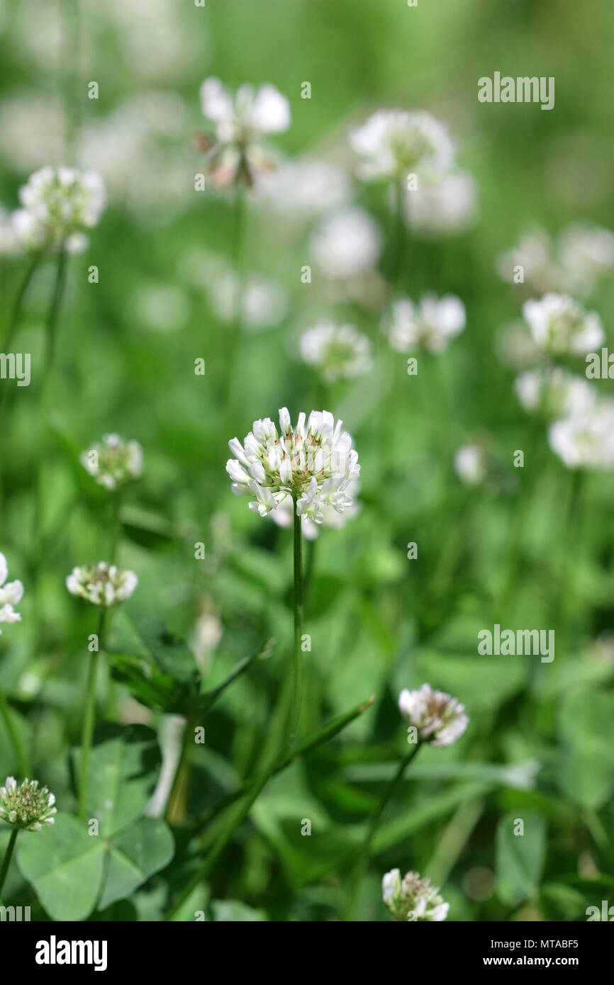 Lawn with the blossoming white Clover in sunny day. Close up. Macro. Vegetable background vertically. Fabaceae Family. Trifolium pratense. Stock Photo