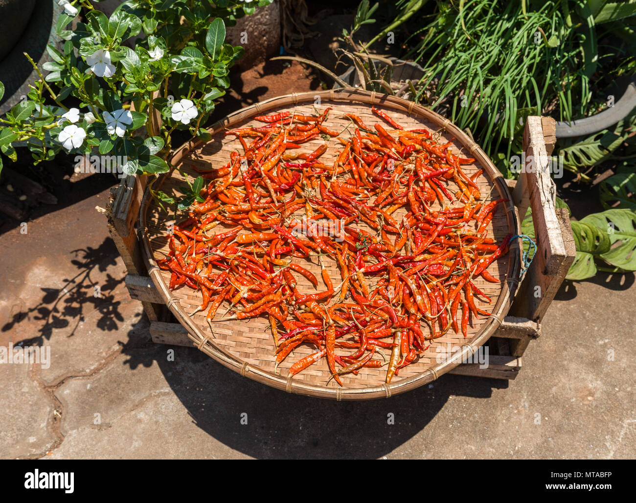 Red chillis drying in the sun, Pakse, Champasak, Laos Stock Photo