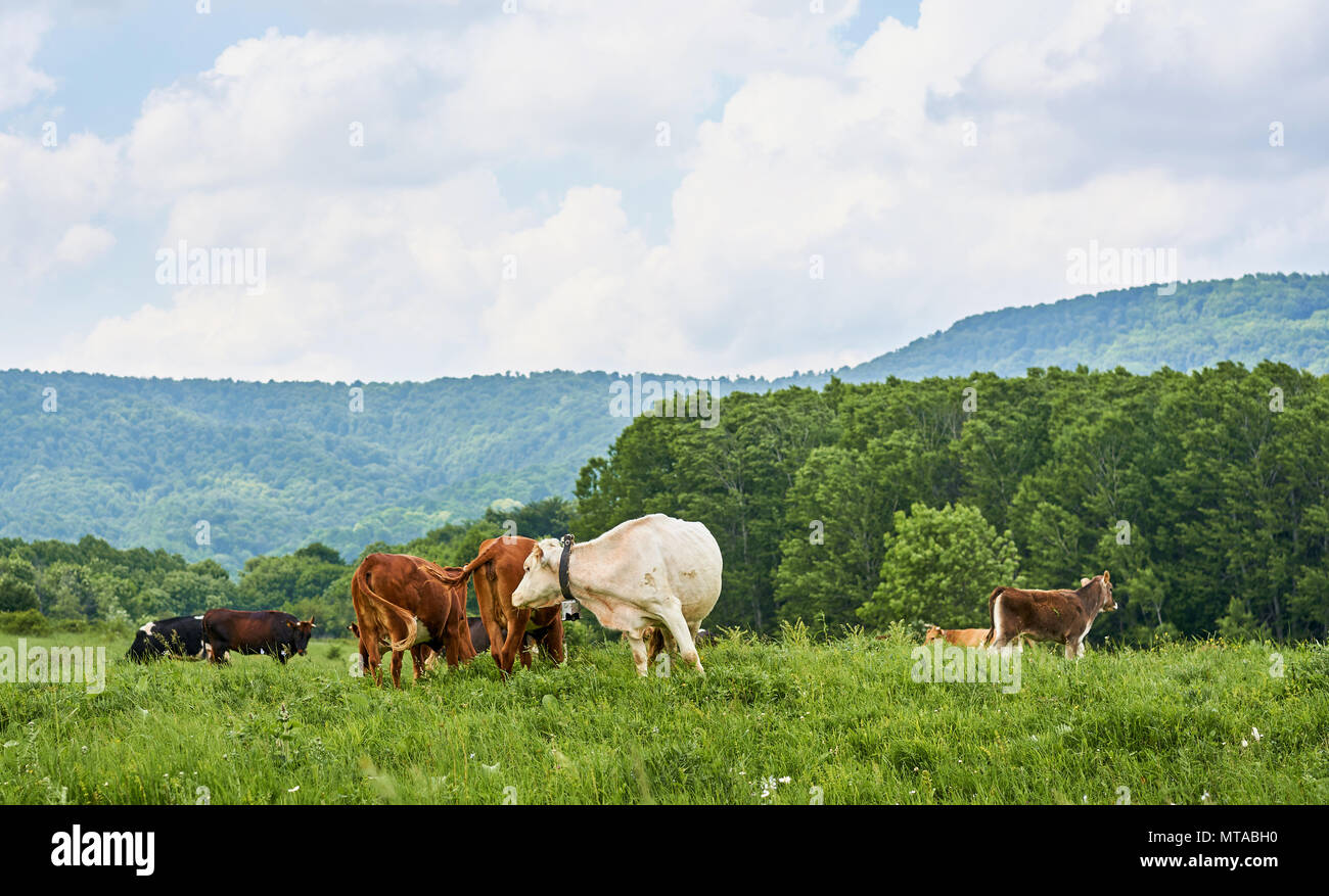 cows graze on a green meadow Stock Photo - Alamy