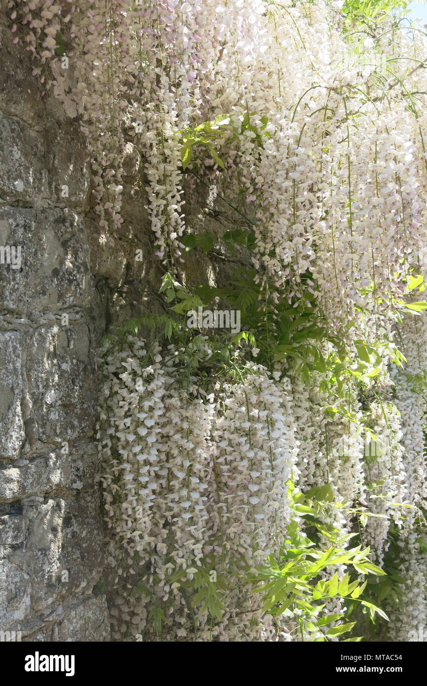 This stunning white wisteria was in full bloom in mid May, at the edge of the car-park at Ightham Mote, the National Trust moated manor house in Kent. Stock Photo