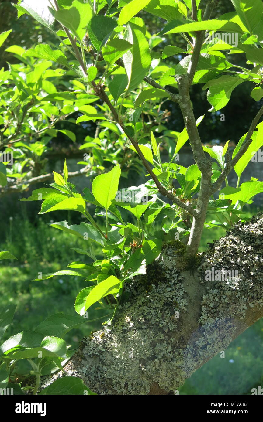 Old english apple varieties hires stock photography and images Alamy