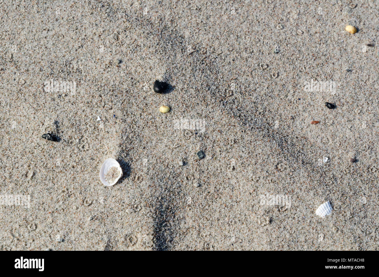 Closeup of a sand beach with small seashells Stock Photo - Alamy