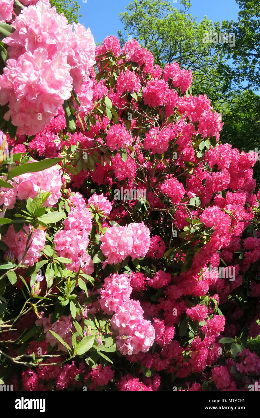 Close-up of the deep pink rhododendron shrubs in full flower at Ightham Mote, the National Trust moated manor house near Sevenoaks, Kent Stock Photo