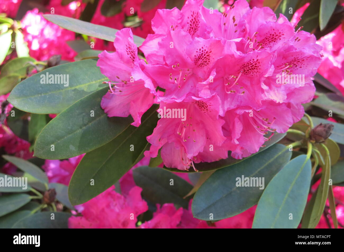 Close-up of the deep pink rhododendron shrubs in full flower at Ightham Mote, the National Trust moated manor house near Sevenoaks, Kent Stock Photo