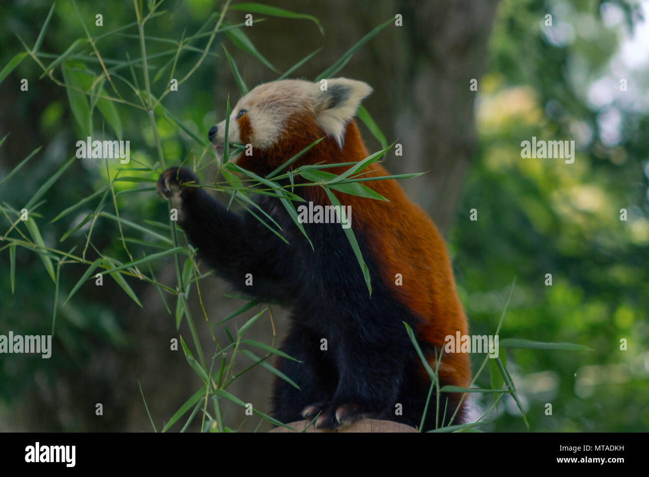 Red Panda in Birmingham Wildlife Conservation Park Stock Photo