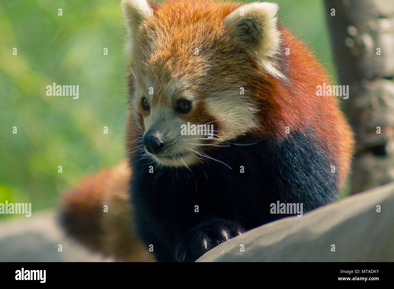 Red Panda in Birmingham Wildlife Conservation Park Stock Photo