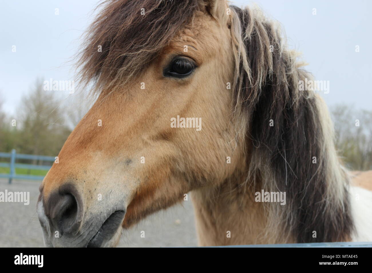Adorable Furry Icelandic Horse Stock Photo Alamy