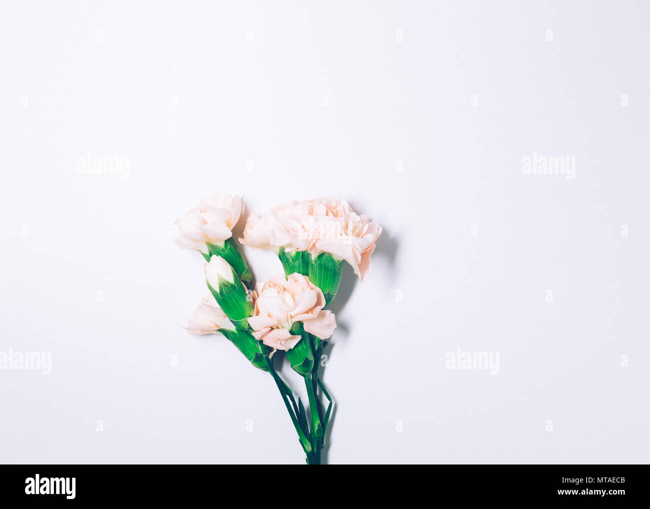 Carnation flower isolated on white background Stock Photo - Alamy