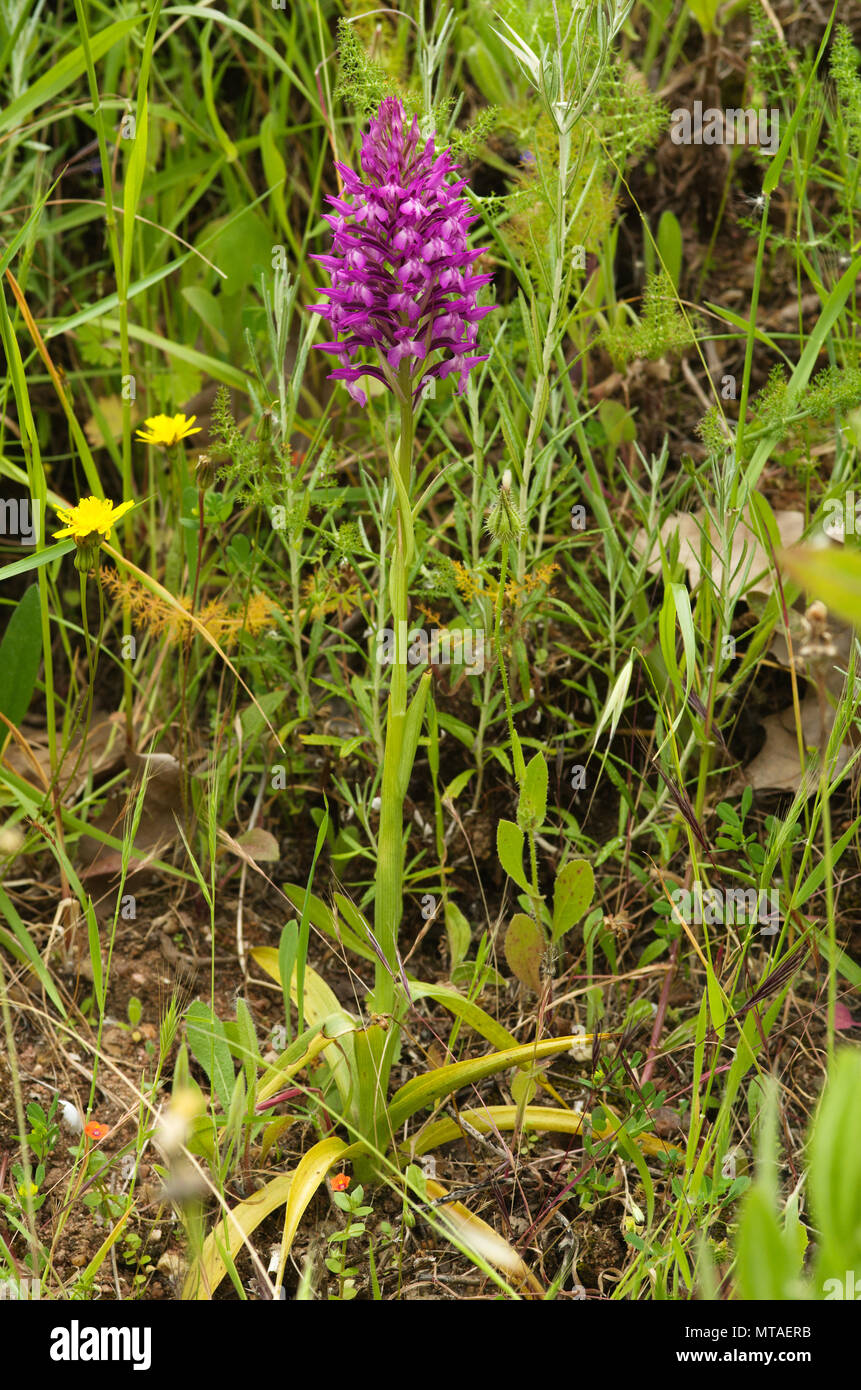 Wild and rare orchid hybrid Anacamptis x simorrensis. It's an hybrid between Pyramidal Orchid (Anacamptis pyramidalis) and Bug Orchid (Anacamptis cori Stock Photo
