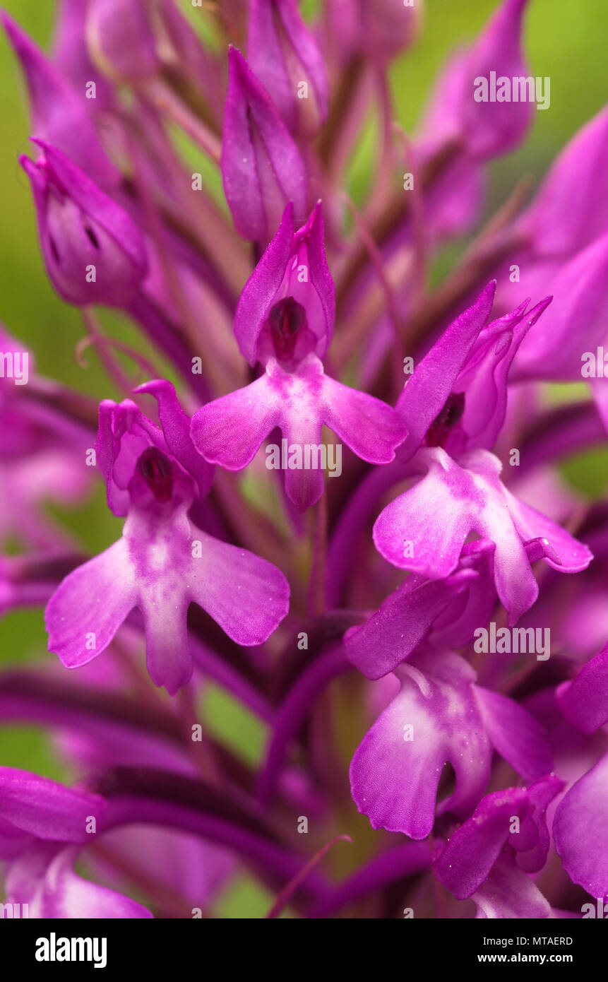 Wild and rare orchid hybrid Anacamptis x simorrensis over a natural green background. It's an hybrid between Pyramidal Orchid (Anacamptis pyramidalis) Stock Photo