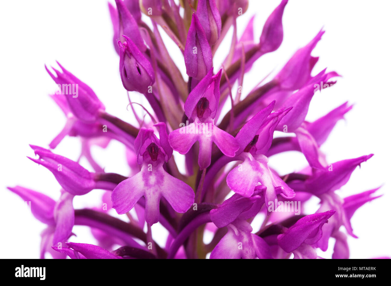 Wild and rare orchid hybrid Anacamptis x simorrensis isolated over a white background. It's an hybrid between Pyramidal Orchid (Anacamptis pyramidalis Stock Photo