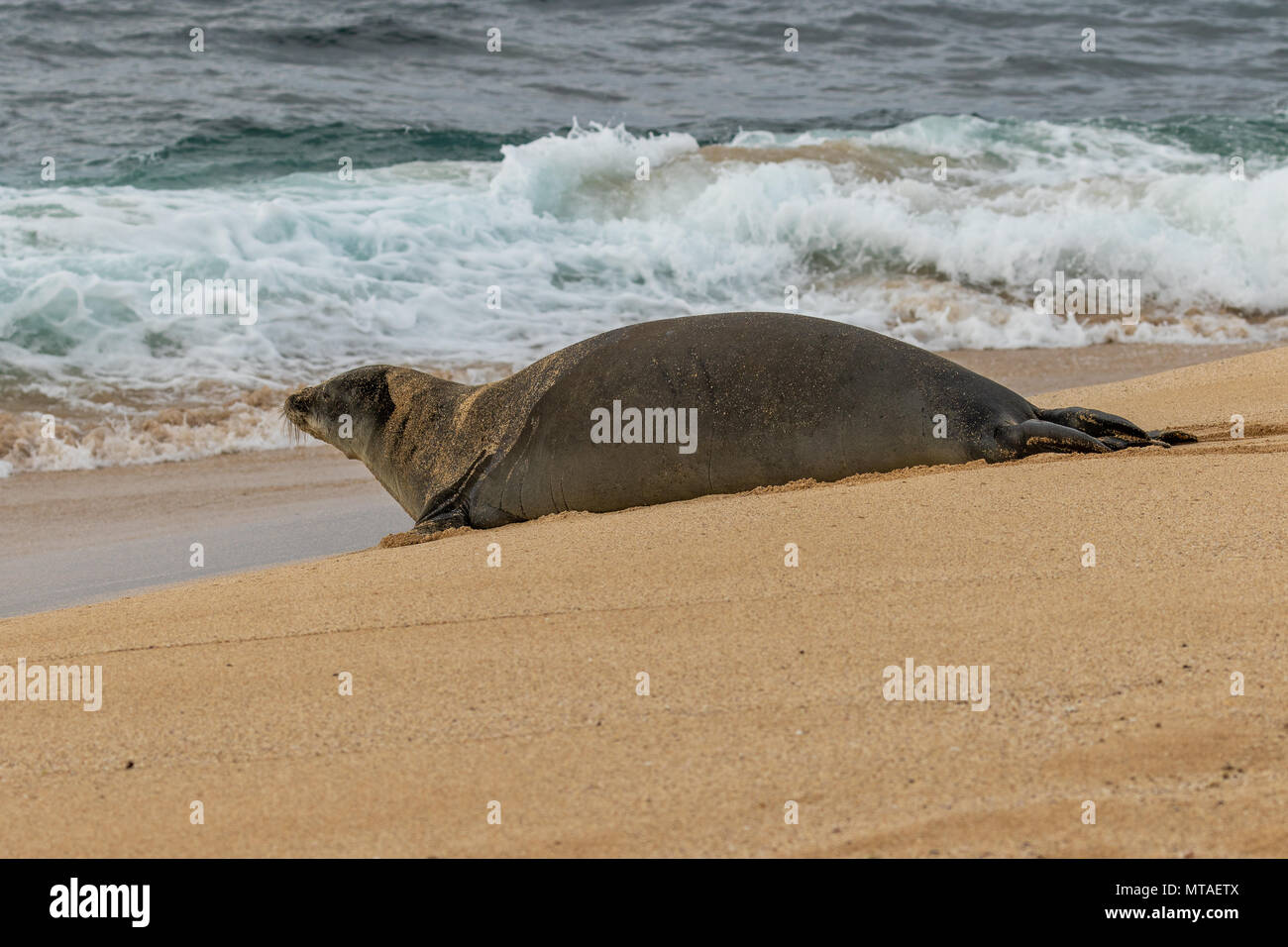 The Vulnerability of the Hawaiian Monk Seal
