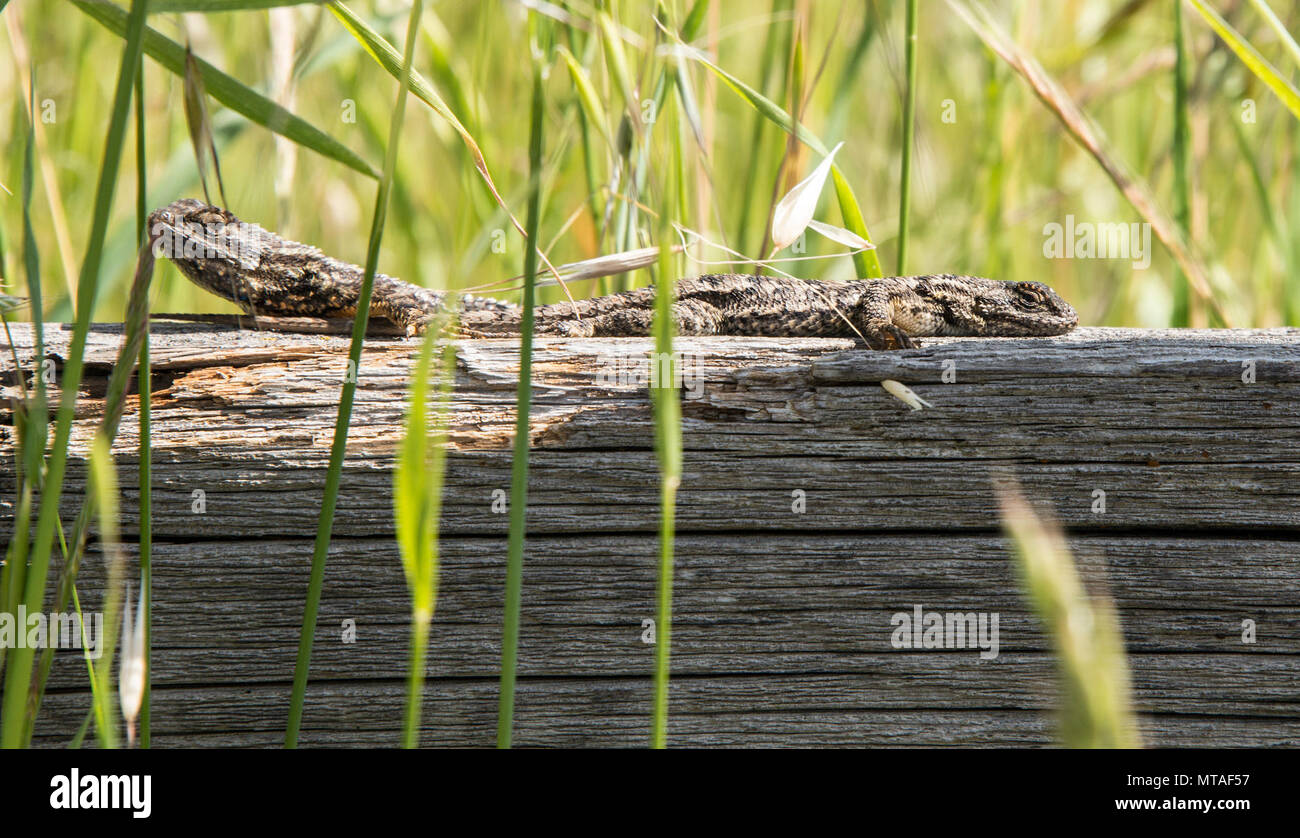 A Pair Of Western Fence Lizards Rest Appropriately On A Fence Apr 20 2017 Travis Air Force 