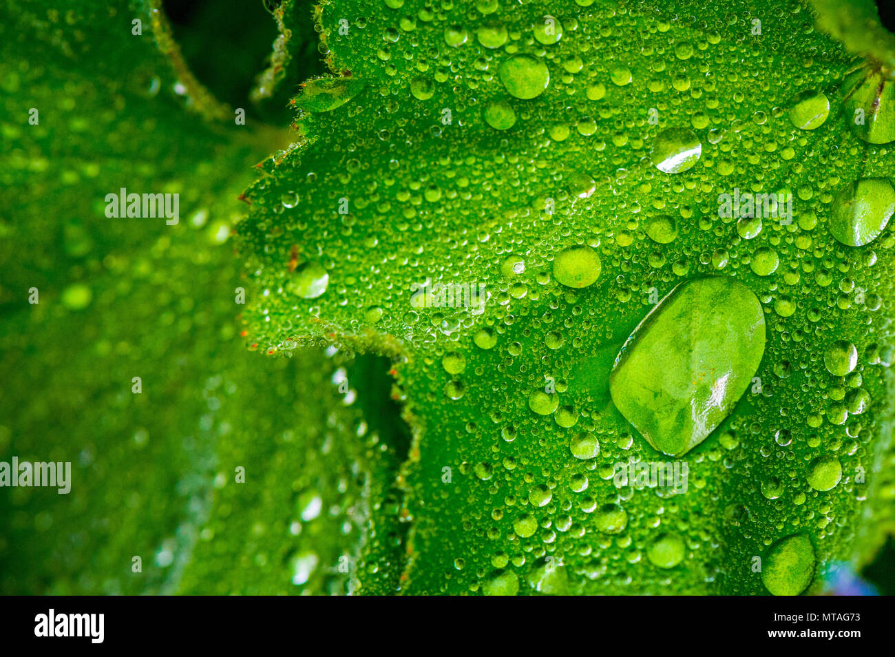 Green leaves with rain droplets. Stock Photo