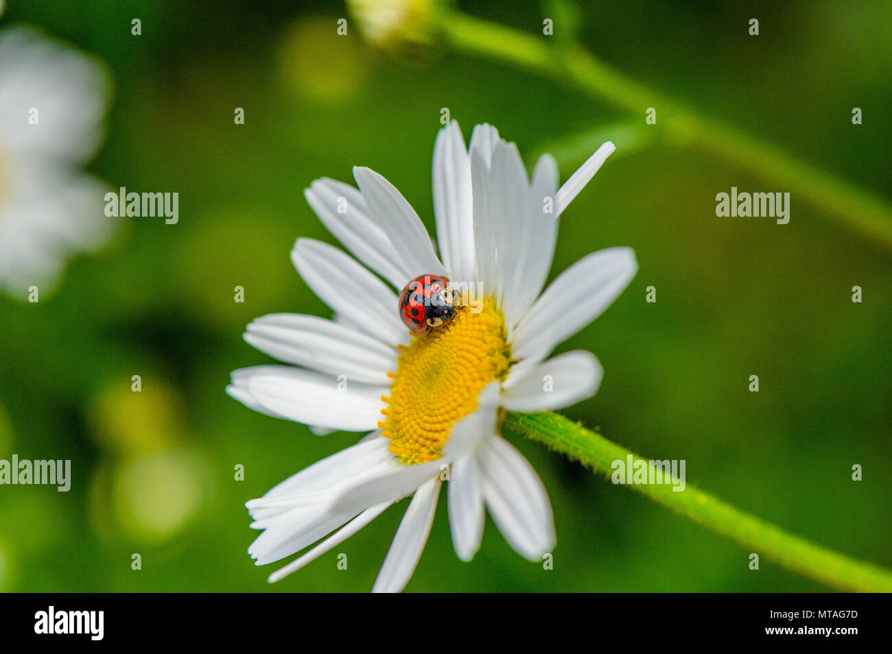 Harlequin Ladybird consuming pollen from a Oxeye daisy flower. Stock Photo
