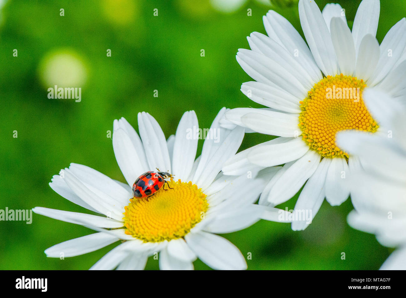 Harlequin Ladybird consuming pollen from a Oxeye daisy flower. Stock Photo