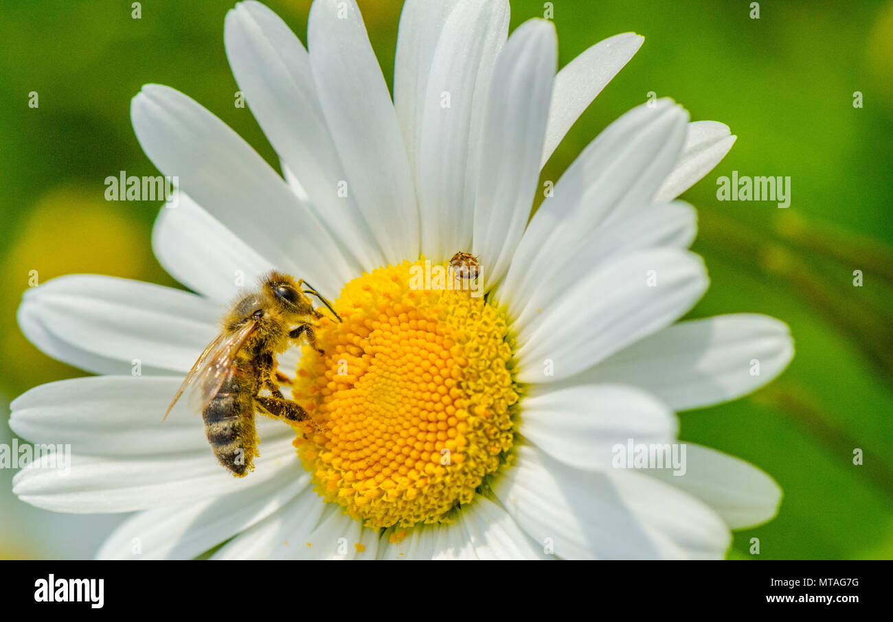 Honey bee consuming necta from a Oxeye daisy flower. Stock Photo