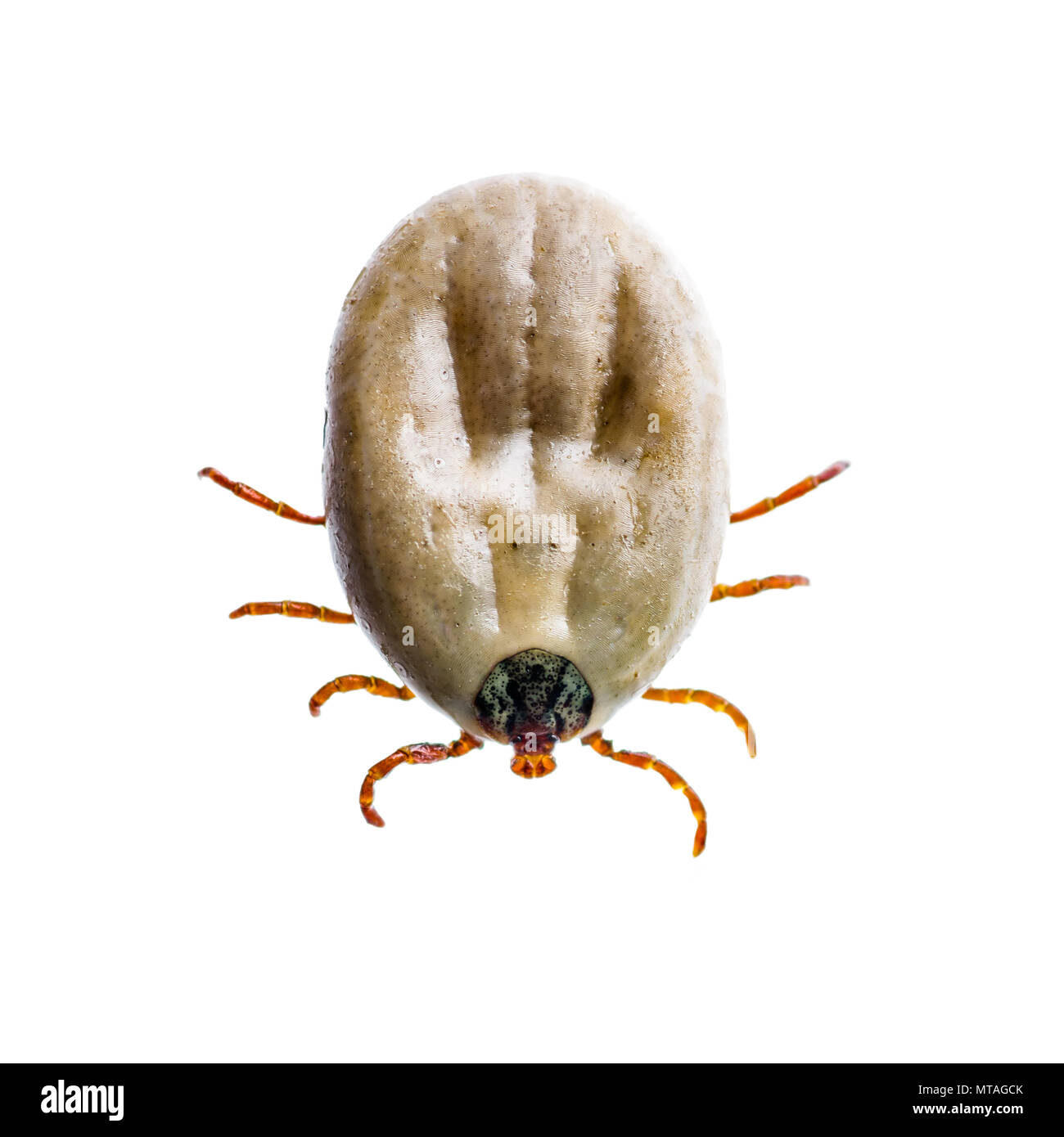 Encephalitis Virus or Lyme Disease Infected Tick Arachnid Insect Pest