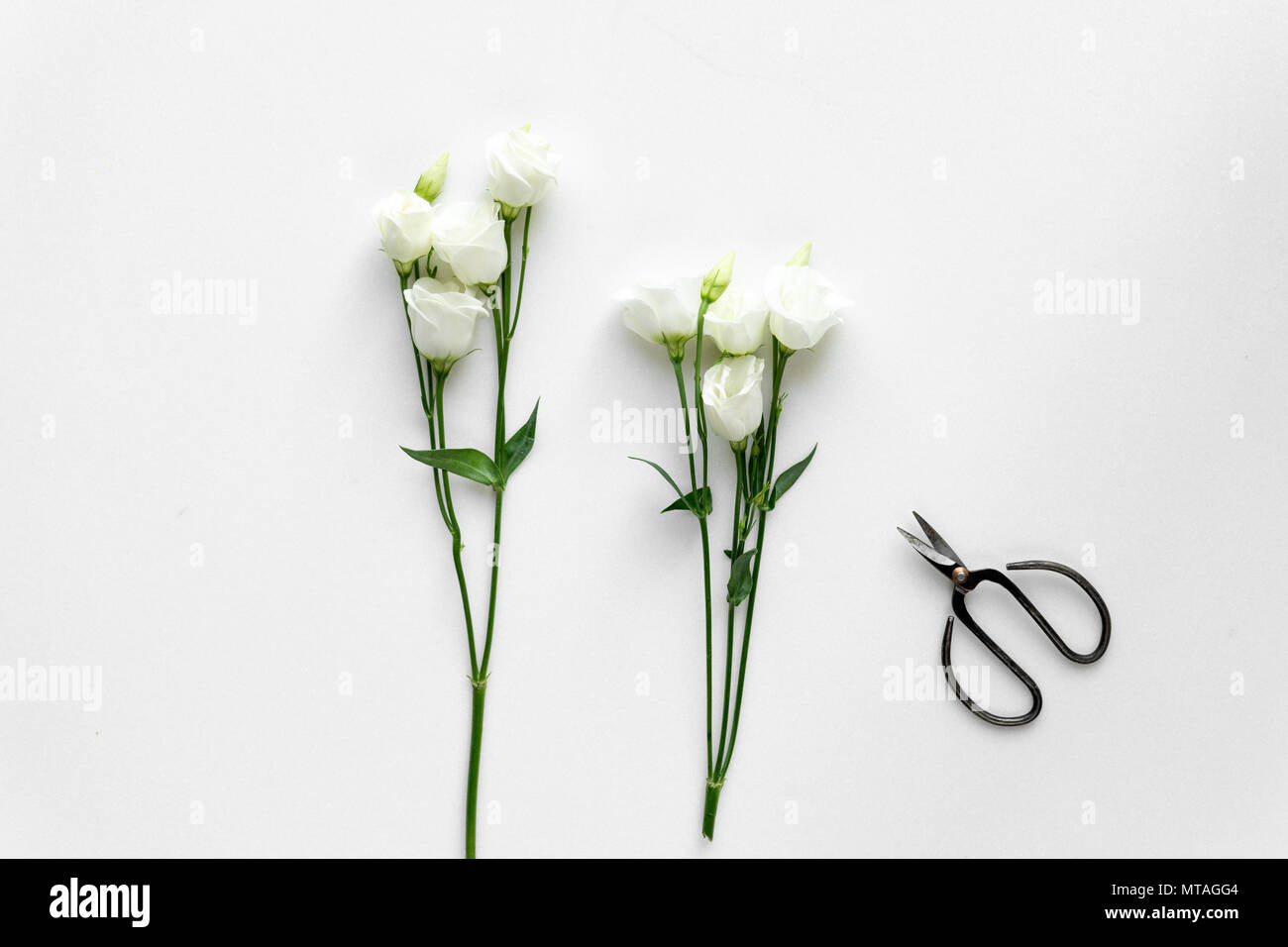 White beautiful roses and plant scissors on white background. Top View ...