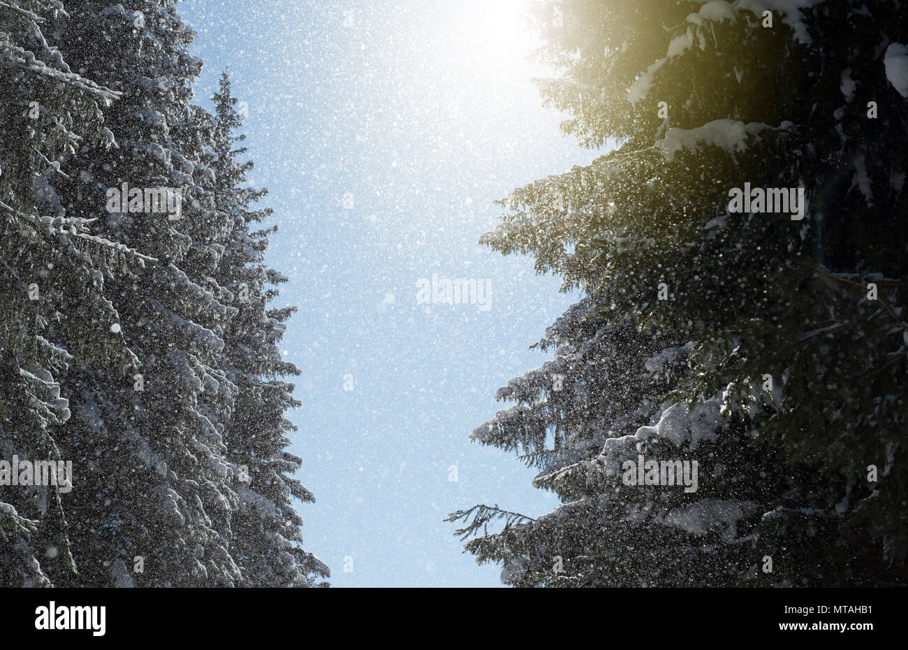 Fresh falling snow flakes fall from lush evergreen pine fir trees and are caught in the warm winter golden rays of sunlight in this wintry woodland sc Stock Photo
