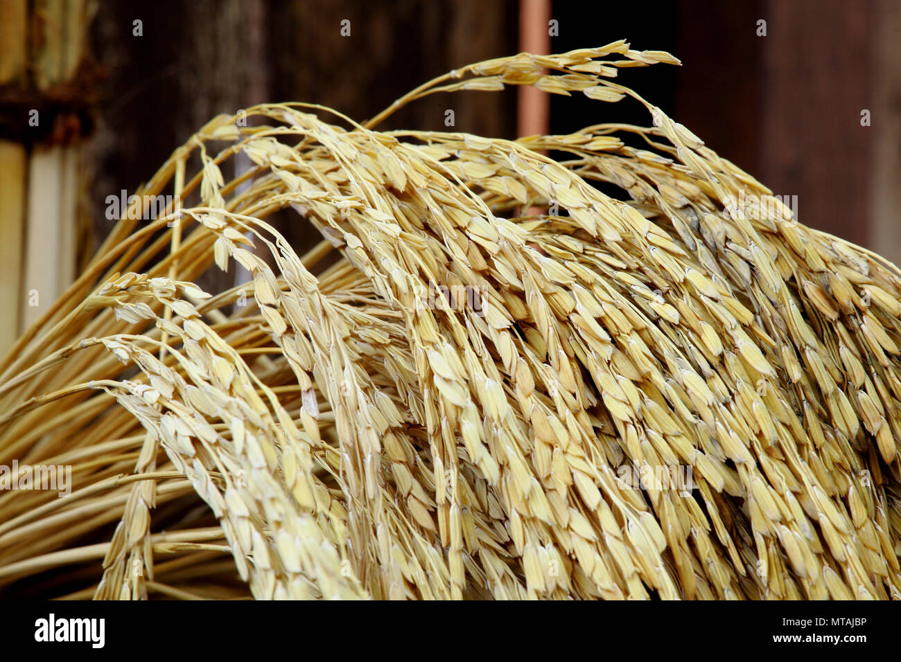 brown rice uncooked Stock Photo - Alamy