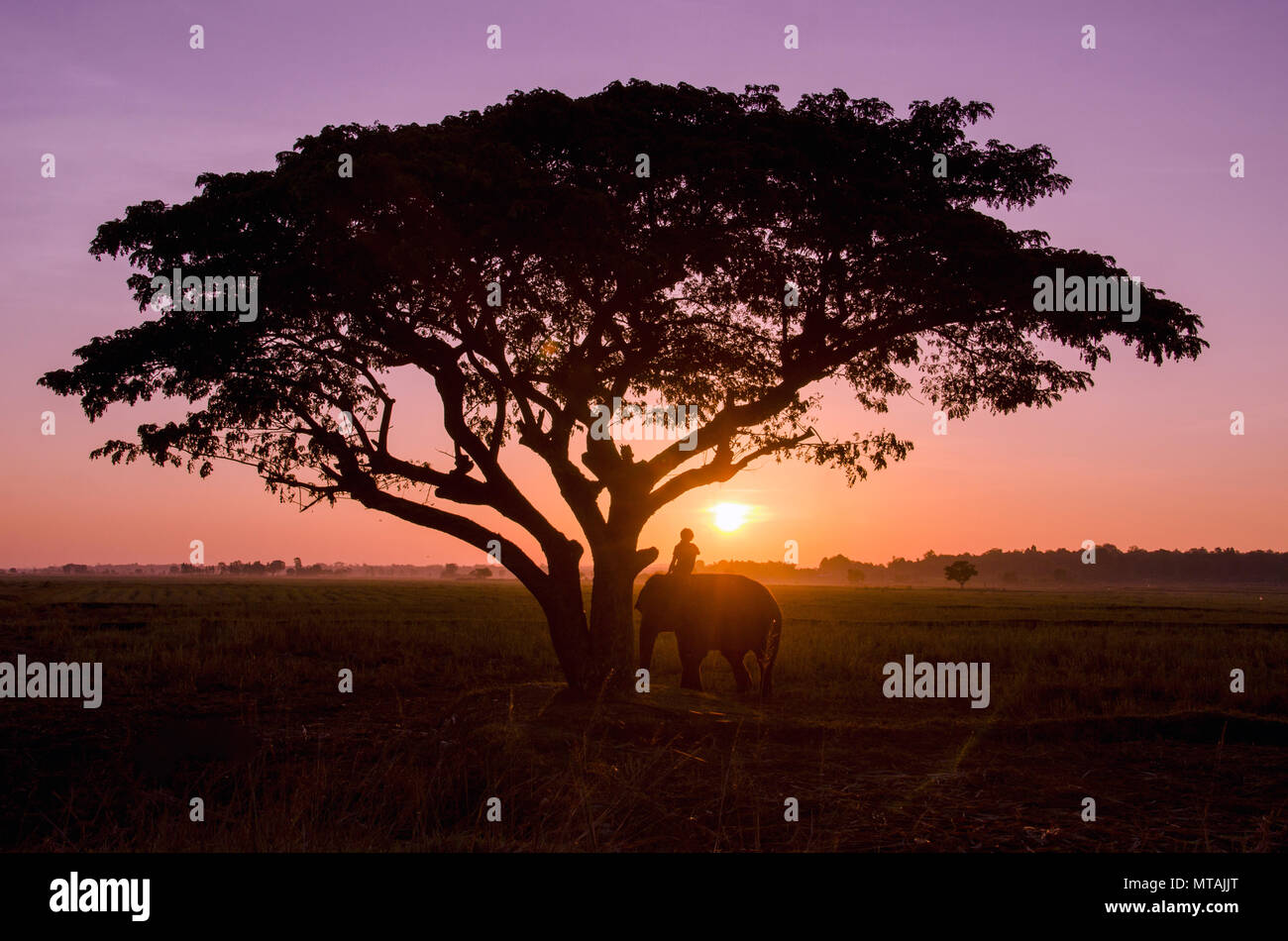 silhouette big tree with the rice field in the sunset Stock Photo - Alamy