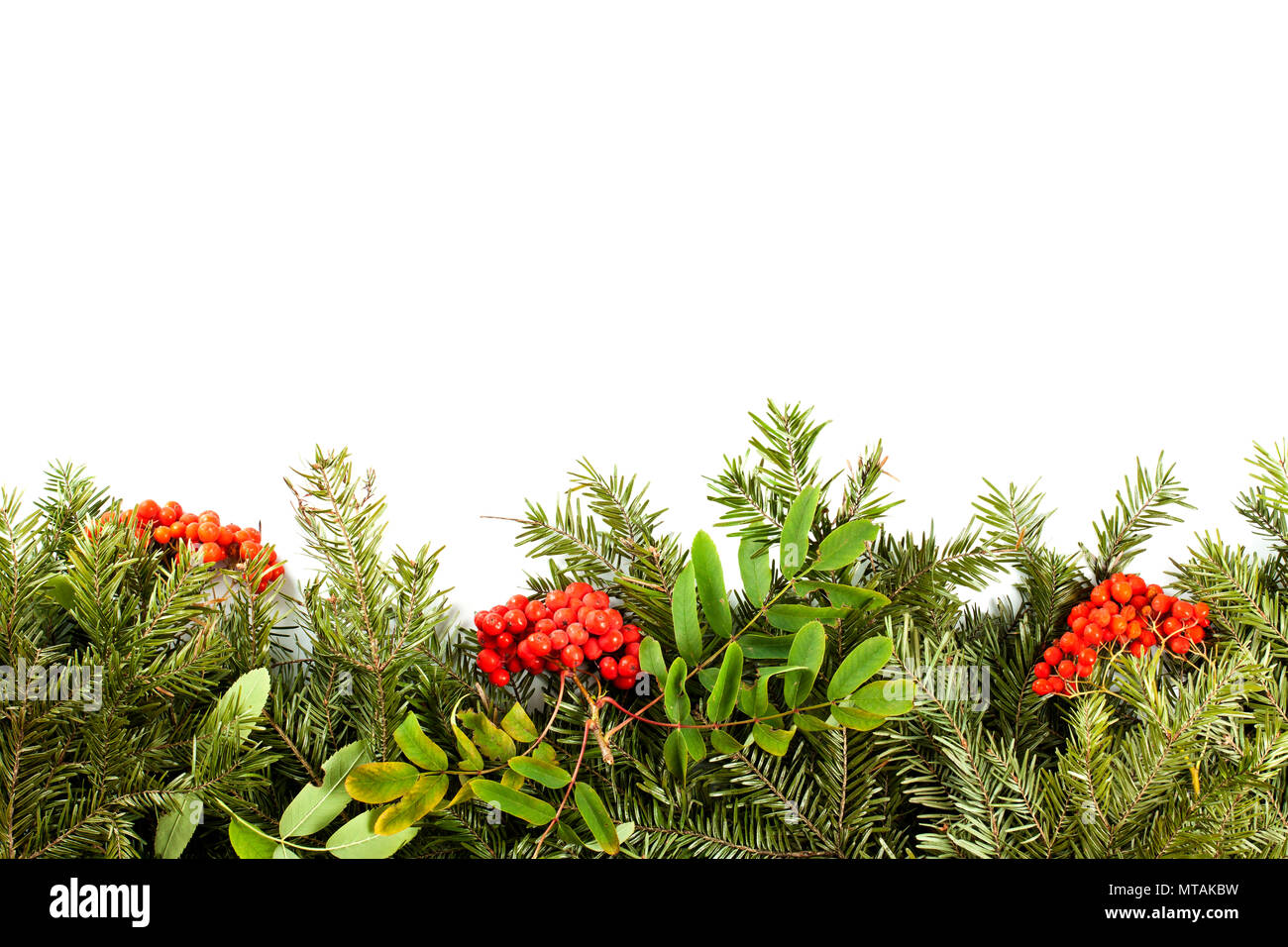 Christmas background with decorations, holly berry, cones isolated on ...