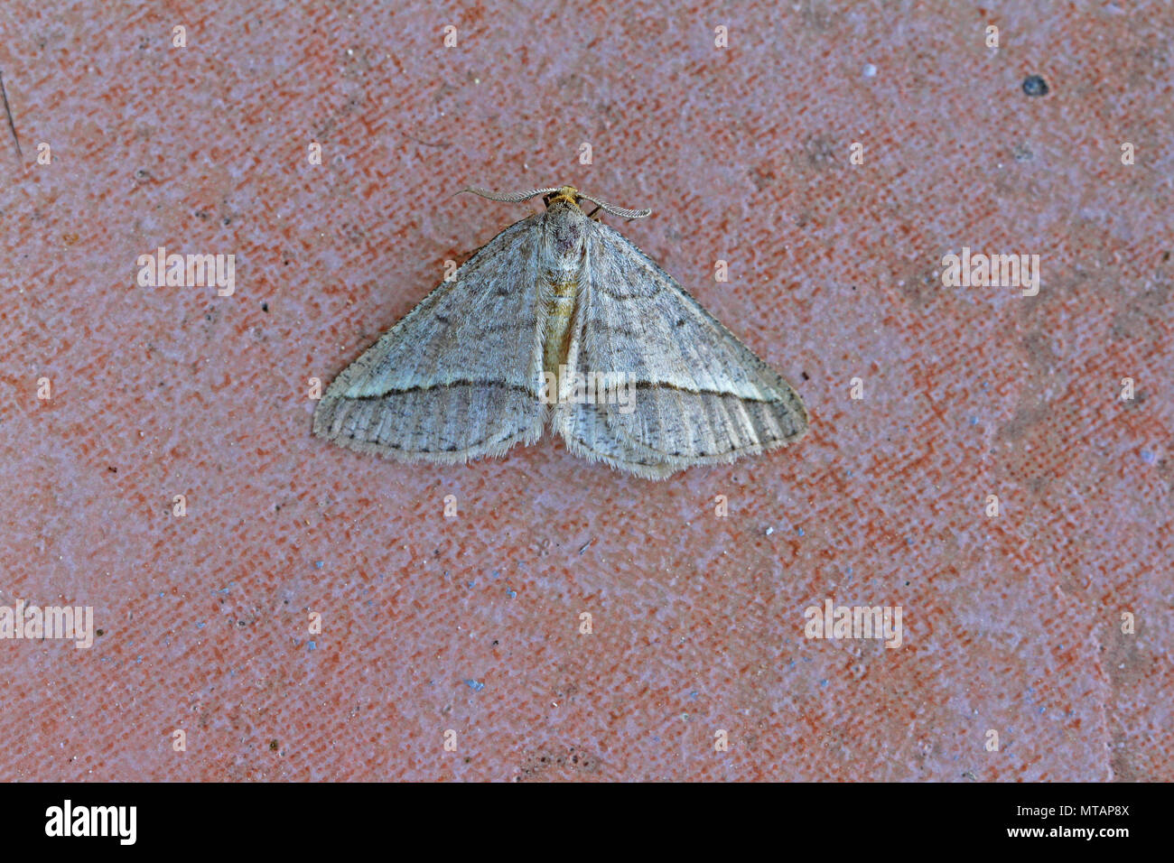 small white or silver fan foot moth herminia nemoralis or grisealis not tarsipennalis one of the noctuid or owlet moths at rest on a tile in Italy Stock Photo