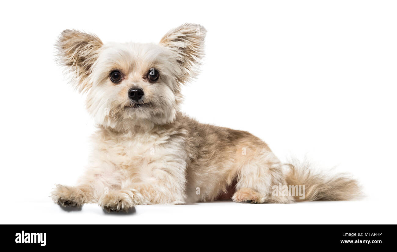 Mixed breed dog lying against white background Stock Photo - Alamy