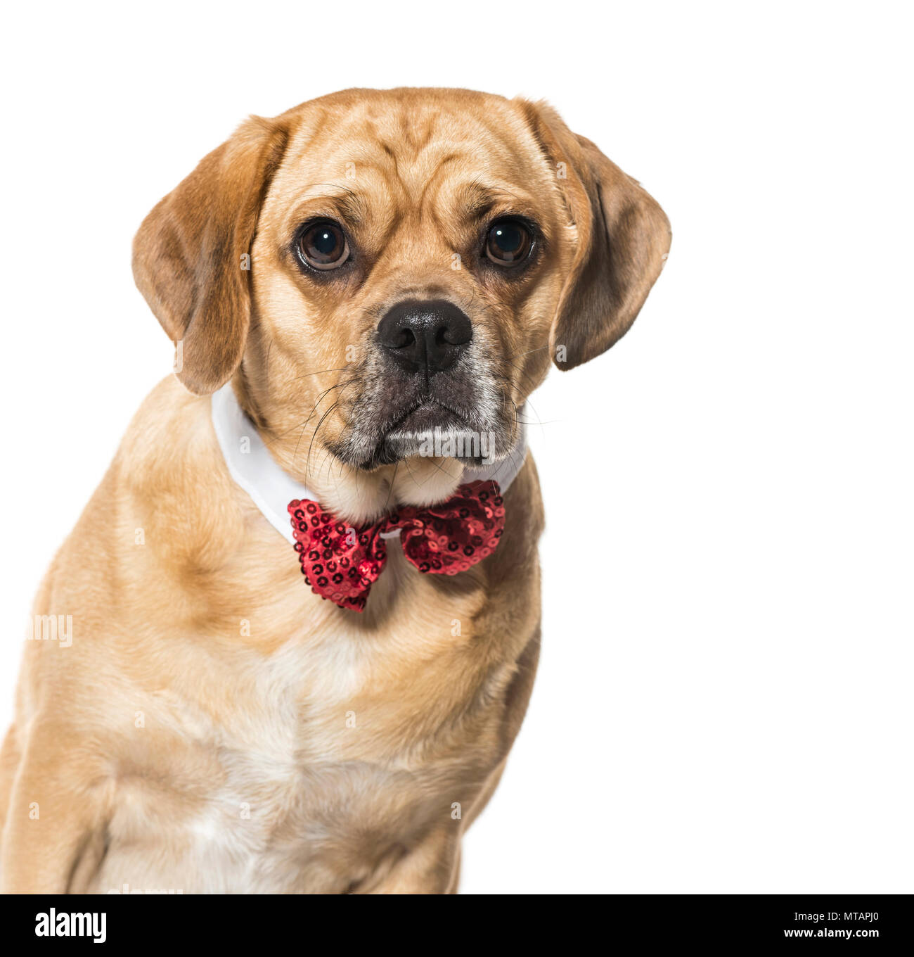 Mixed breed dog in red bow tie against white background Stock Photo